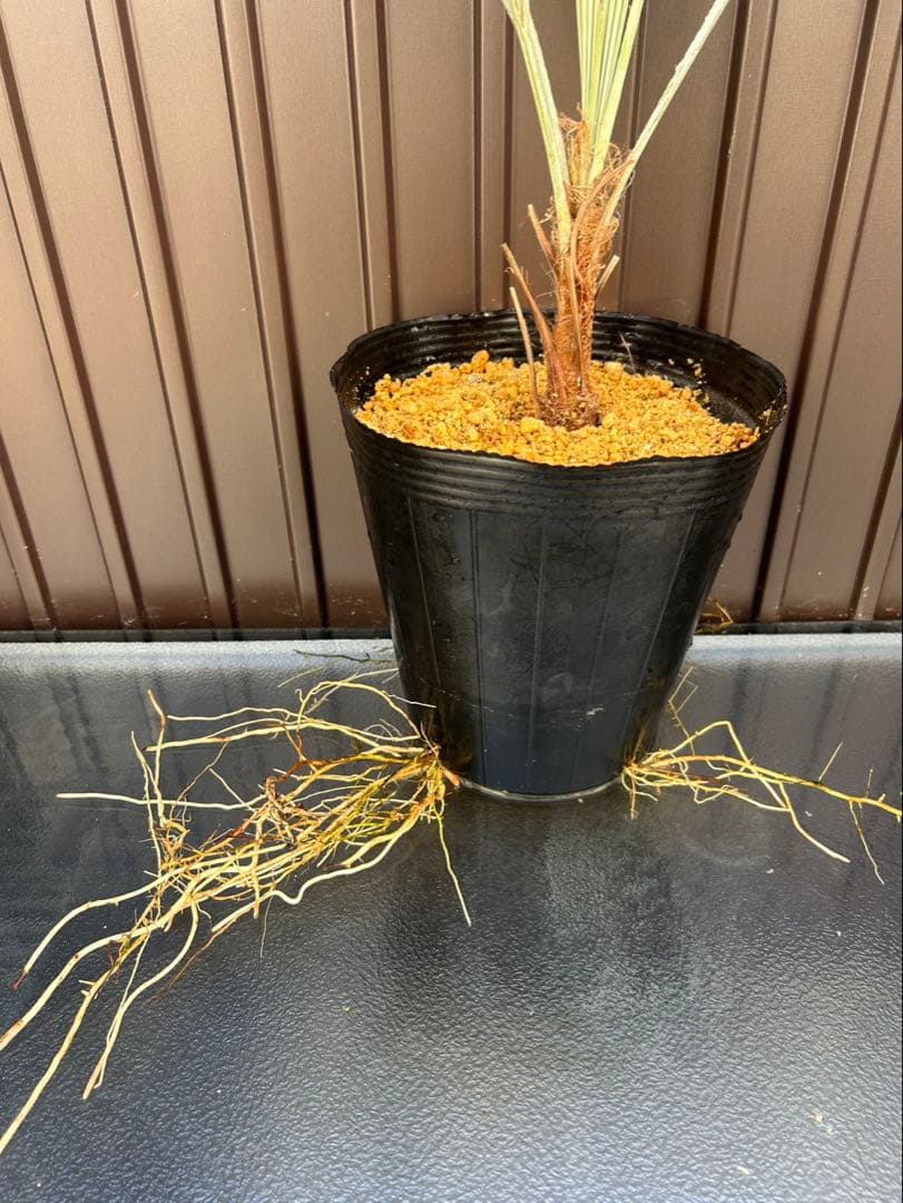 ブラヘア アルマータ K特白個体