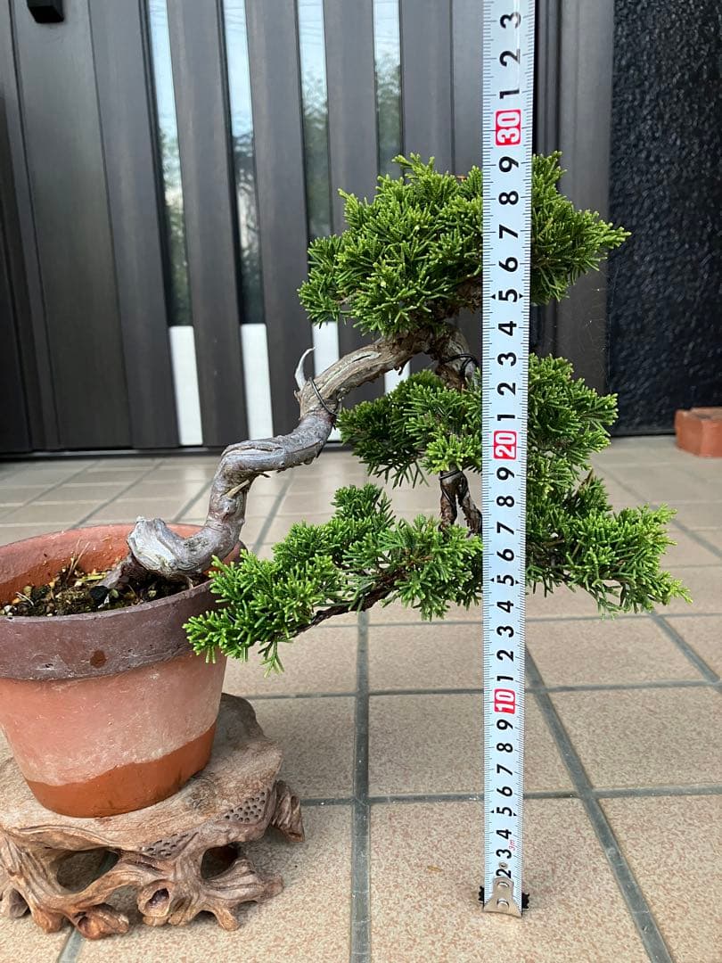 ★★真柏盆栽 糸魚川　半懸崖　極上品　◉超大特価2/15(日曜)迄　早いもの勝ち