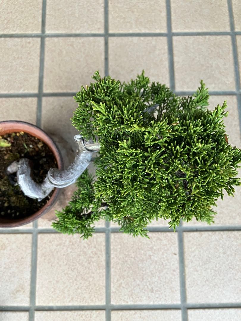 ★★真柏盆栽 糸魚川　半懸崖　極上品　◉超大特価2/15(日曜)迄　早いもの勝ち