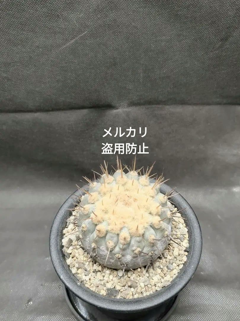 現地球　Copiapoa　コピアポア コルムナアルバ　孤竜丸　輸入株カキコ