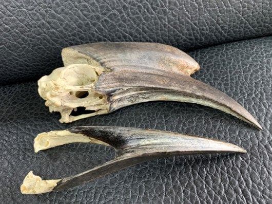 クロコブサイチョウ　♂♀ペア　頭骨