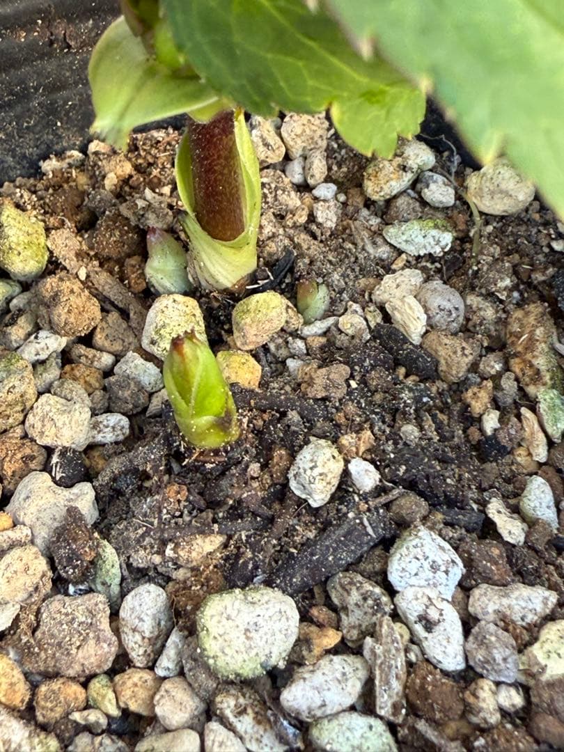 ガ*ル様 クリスマスローズ　原種トルカータスベイン