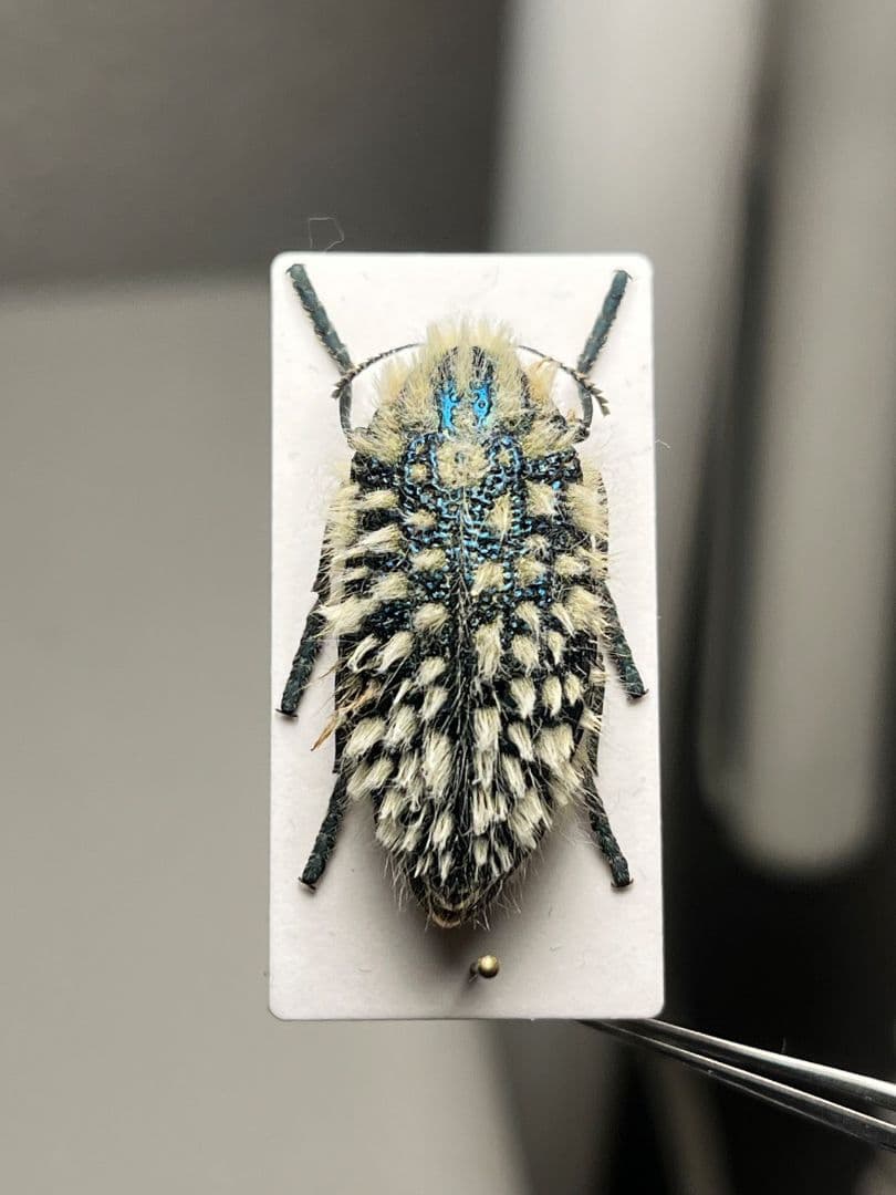 【剛毛】ムラサキケブカフトタマムシ スハンダエ プラチナコガネ コブハムシ