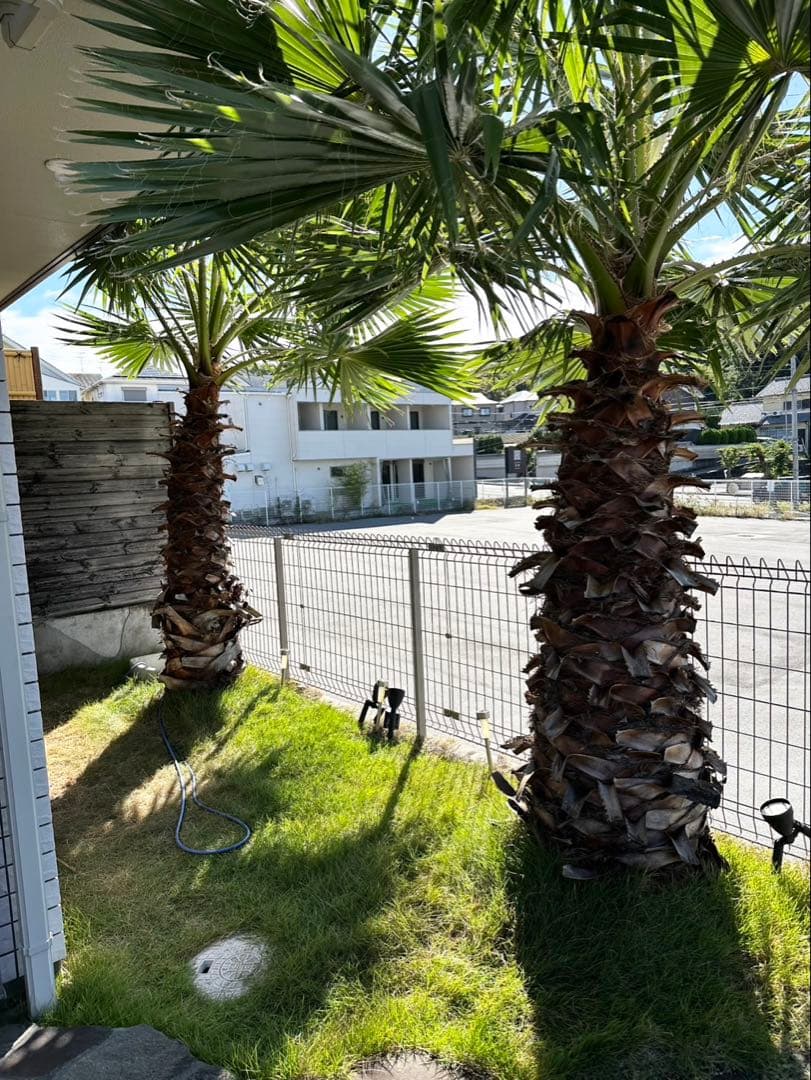 ワシントンヤシ　植木　引き取り限定