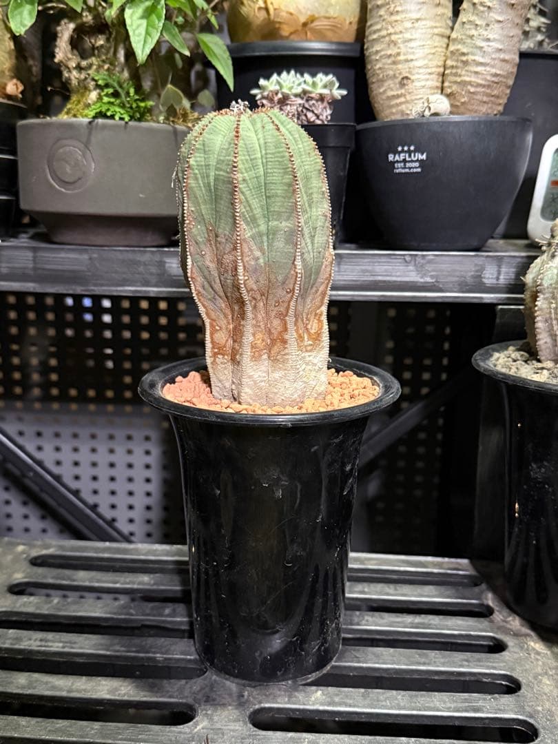 ユーフォルビア　オベサ　超大株