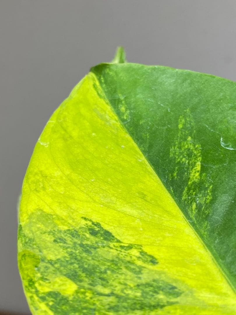 呉*様様 【これは本物です✨】モンステラ　イエローマリリン　黄斑　オーレア　希少