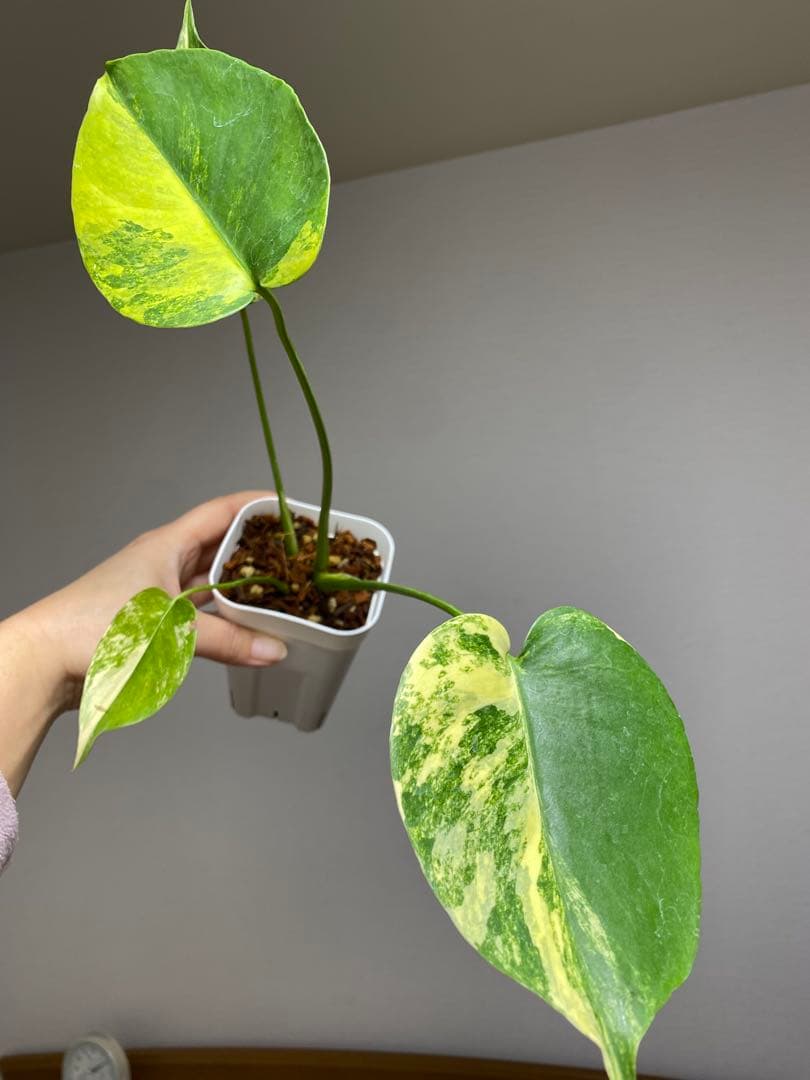呉*様様 【これは本物です✨】モンステラ　イエローマリリン　黄斑　オーレア　希少