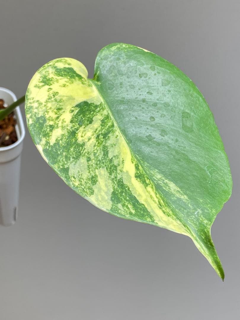 呉*様様 【これは本物です✨】モンステラ　イエローマリリン　黄斑　オーレア　希少