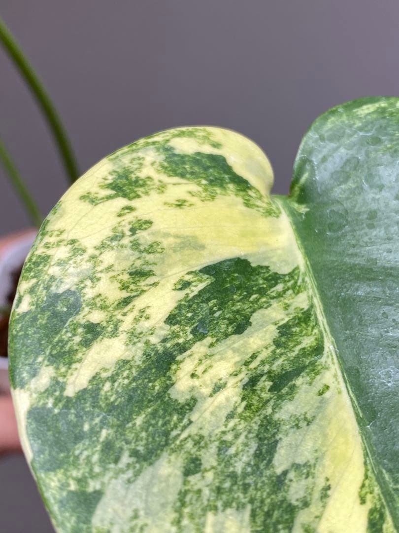 呉*様様 【これは本物です✨】モンステラ　イエローマリリン　黄斑　オーレア　希少