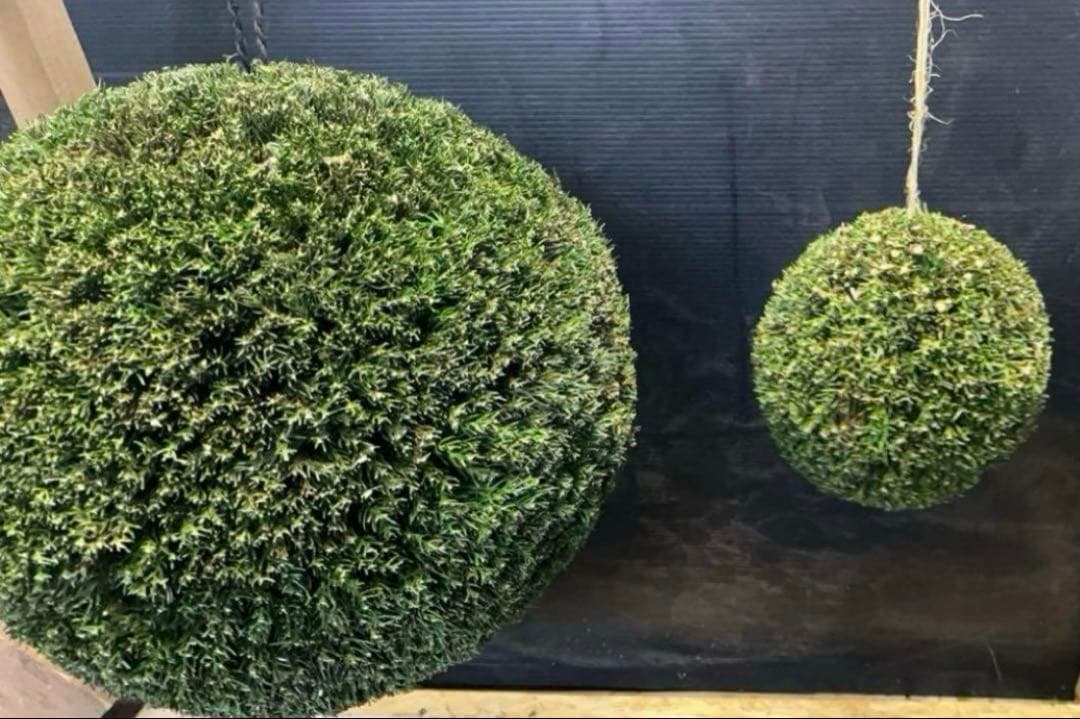 杉玉　約30センチ ‼️縁起物　丸くて幸せ　家族円満♪