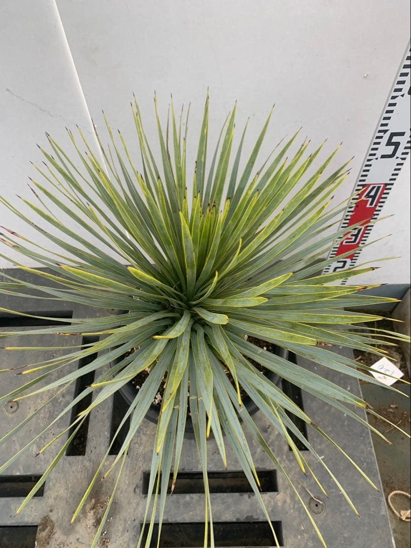 ユッカ　ロストラータ　10