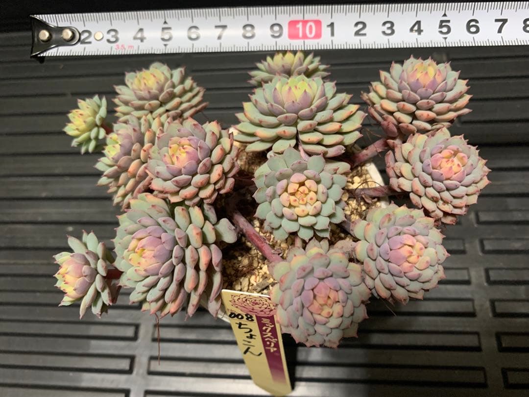 ちょこん　札付き　鉢のままメルカリ便　超大株　3号鉢　13頭 ミックスベリア