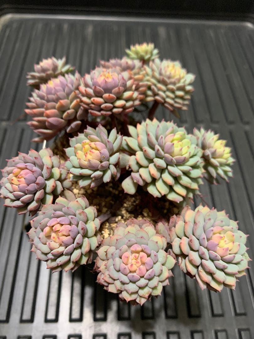 ちょこん　札付き　鉢のままメルカリ便　超大株　3号鉢　13頭 ミックスベリア