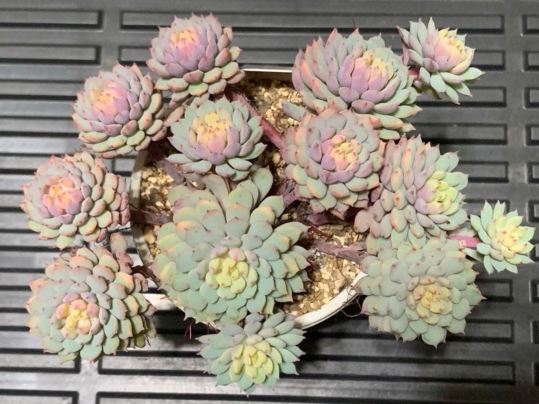 ちょこん　札付き　鉢のままメルカリ便　超大株　3号鉢　13頭 ミックスベリア