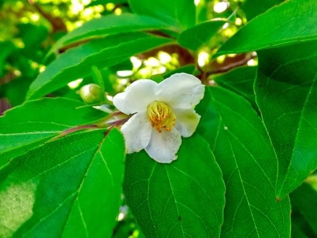 《現品》姫沙羅（ヒメシャラ）株立ち　樹高1.9ｍ（根鉢含まず）39【苗木/植木】