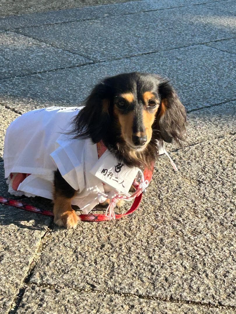 ペット用お遍路白衣三点セット　Мまで