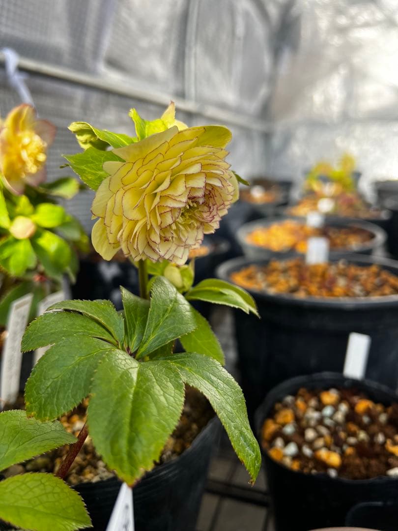 フ*ル様 クリスマスローズ　リトルアフロディーテ