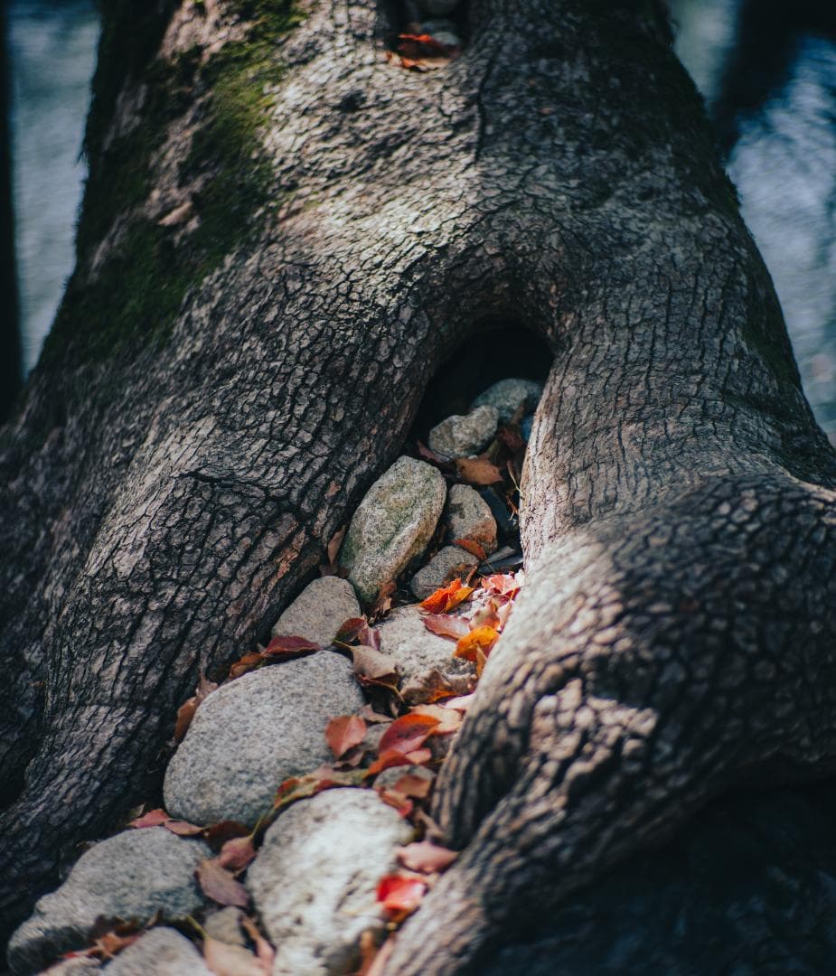 レンズ(単焦点) CONTAX Zeiss Planar T* 85mm F1.4