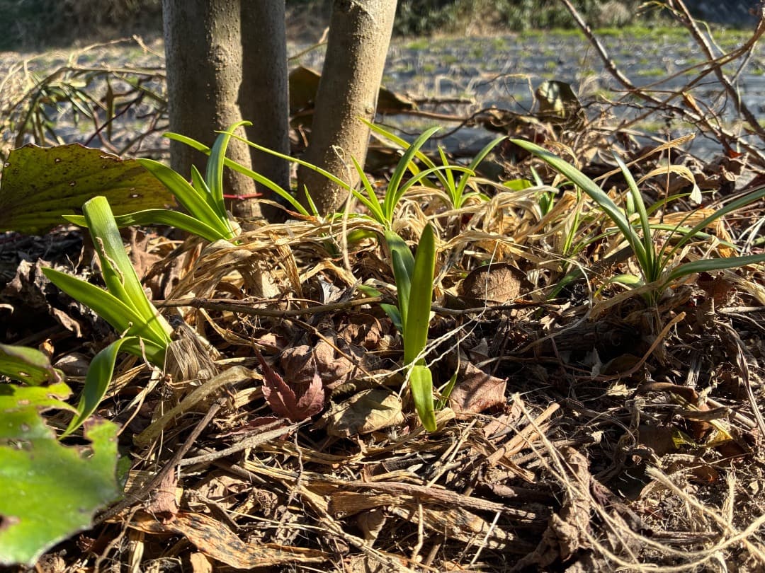 群生株　【アガパンサス】バイカラー（白・紫）