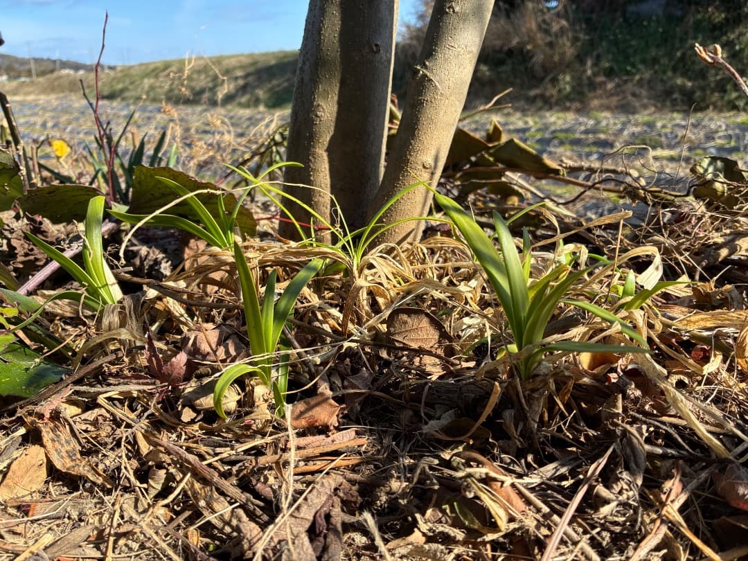 群生株　【アガパンサス】バイカラー（白・紫）