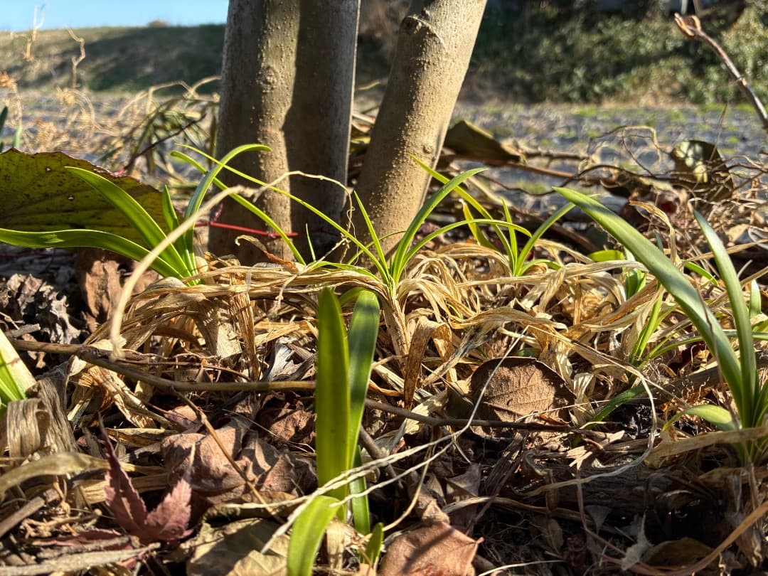 群生株　【アガパンサス】バイカラー（白・紫）