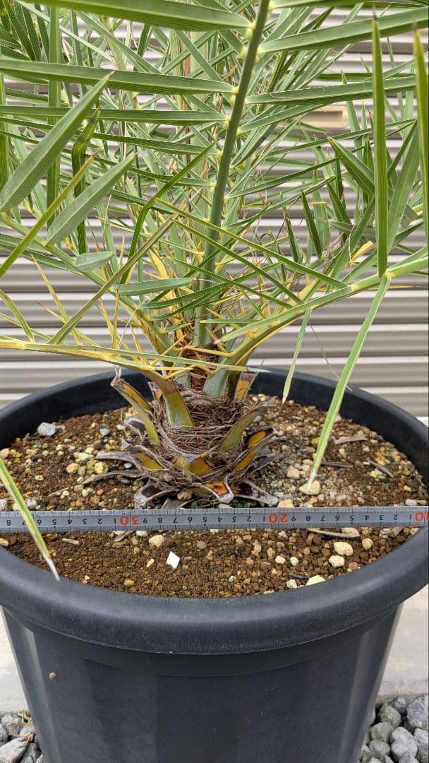 シルバーデーツパーム　シルベストリス　大苗　ヤシ