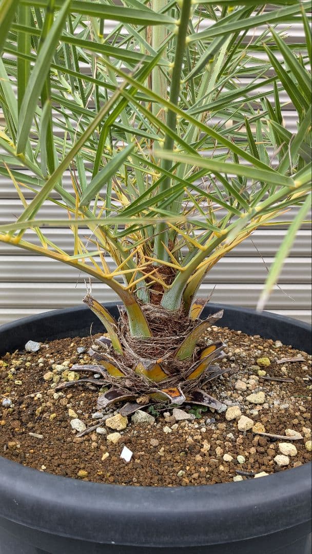 シルバーデーツパーム　シルベストリス　大苗　ヤシ