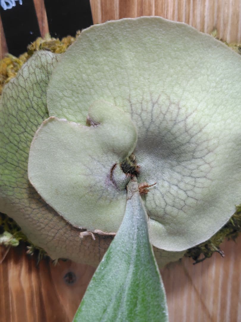 C*.様 ビカクシダ ぴょん吉