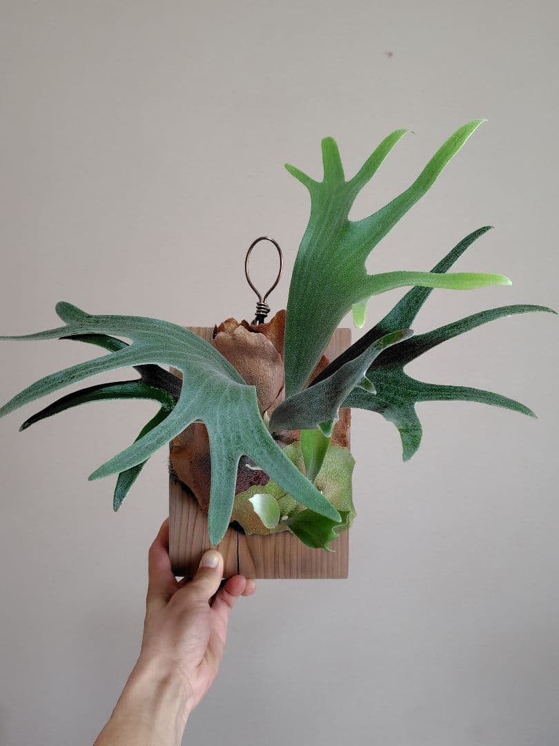 C*.様 ビカクシダ ぴょん吉