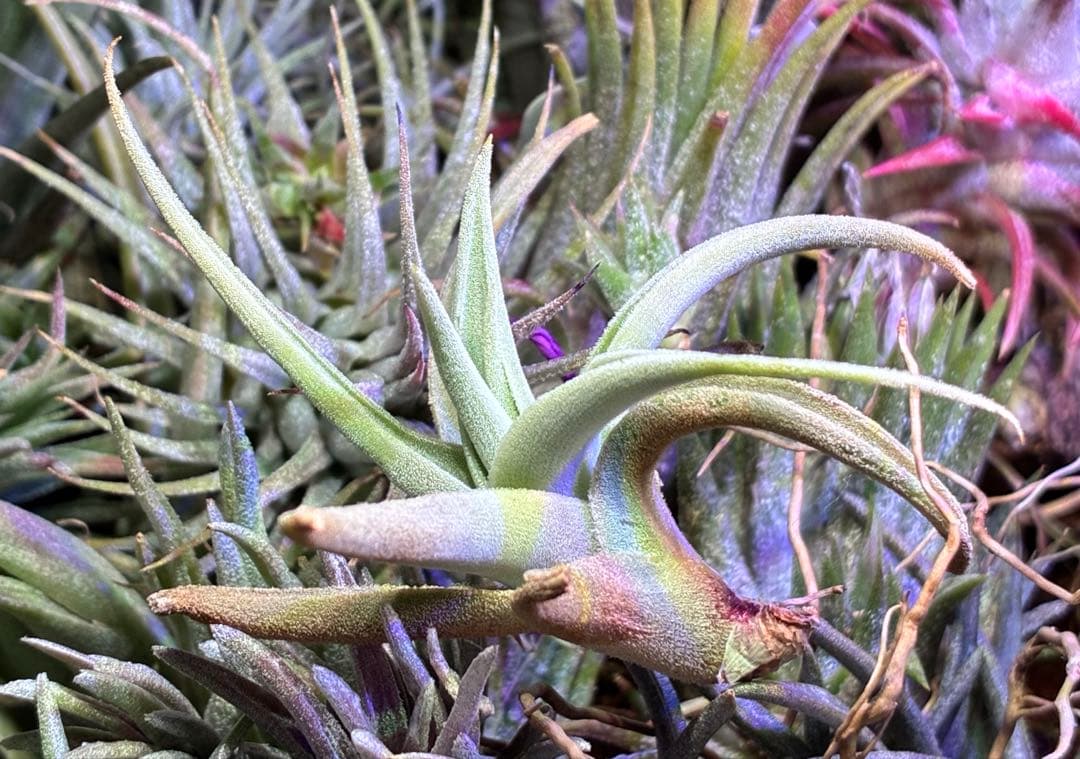 ブロメリア・エアープランツ Tillandsia barfussii From Hanauchu Kunzo