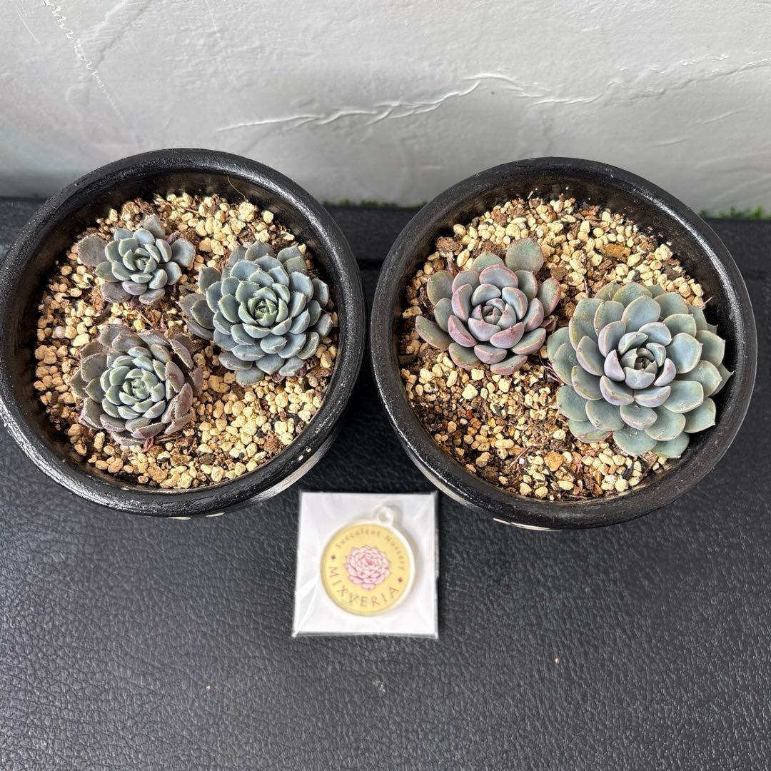 まつ　おまとめ