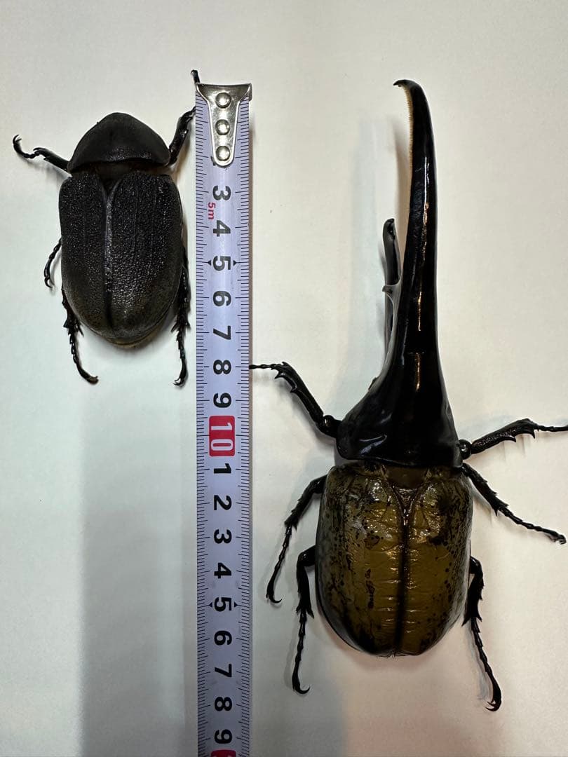 大型　ヘラクレスオオカブト　標本用　乾燥済み　自由研究