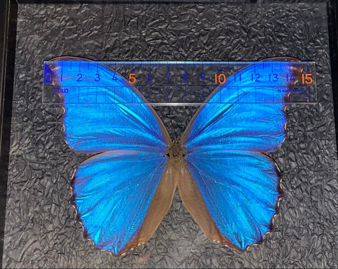 大型モルフォ蝶 標本 背景エンボス加工
