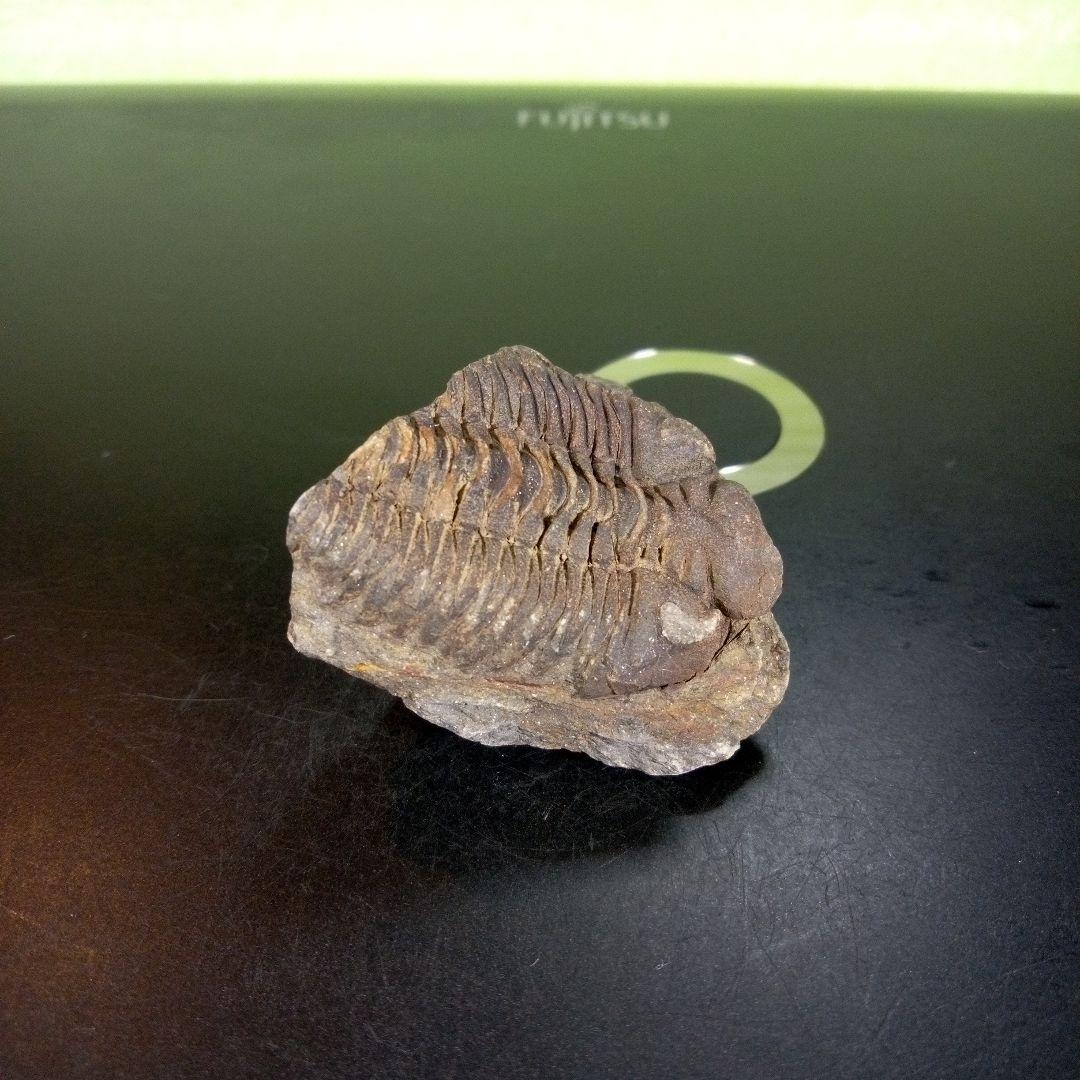 三葉虫　化石　ボリビア産　南アメリカ　trilobite　南米産fossil⑧
