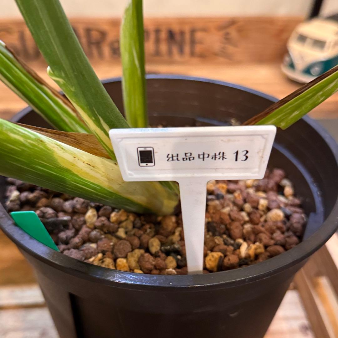 さ**様 13 モンステラ　デリシオーサ　タイコン　‘スターライト’ 大株