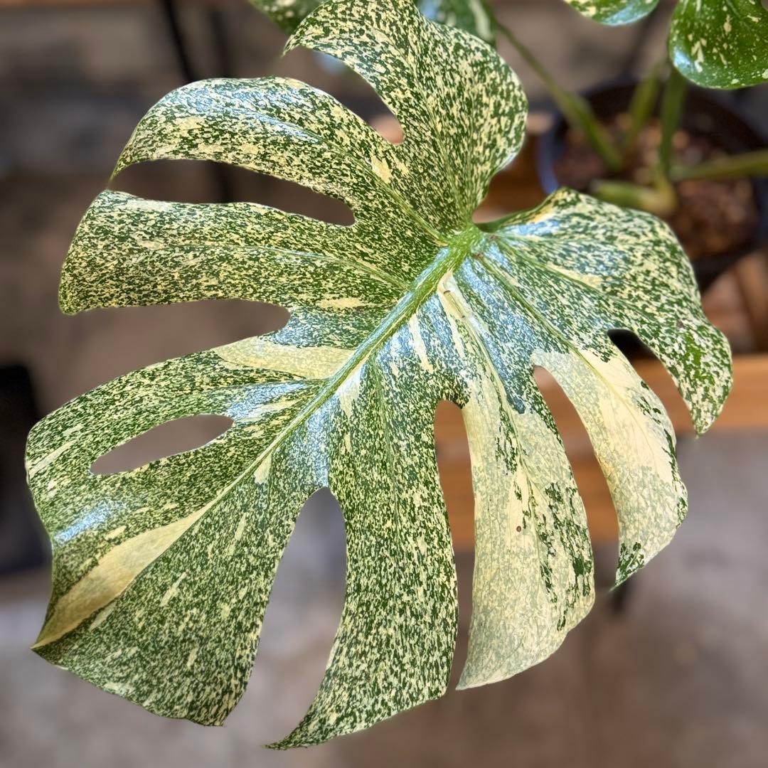 さ**様 13 モンステラ　デリシオーサ　タイコン　‘スターライト’ 大株