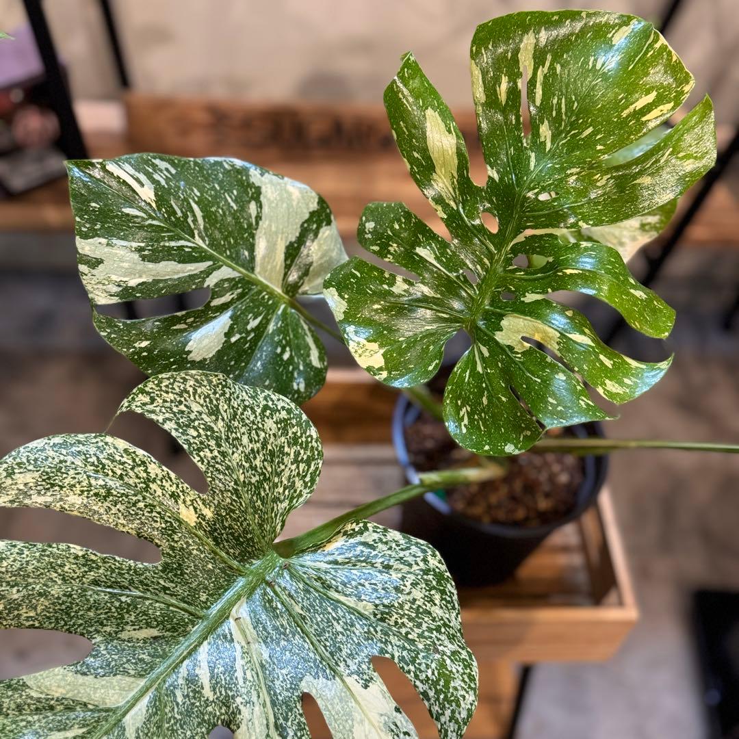 さ**様 13 モンステラ　デリシオーサ　タイコン　‘スターライト’ 大株