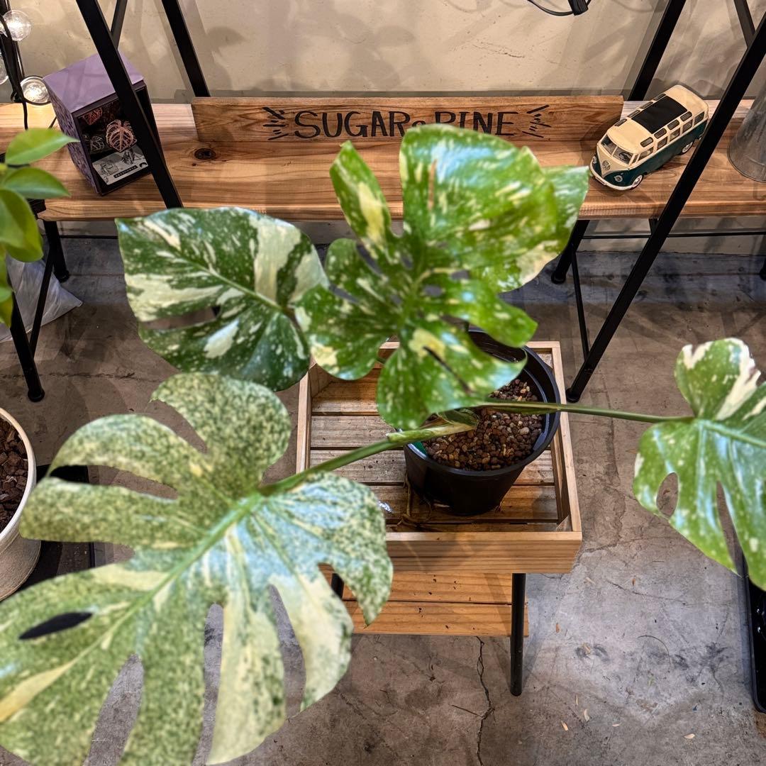 さ**様 13 モンステラ　デリシオーサ　タイコン　‘スターライト’ 大株