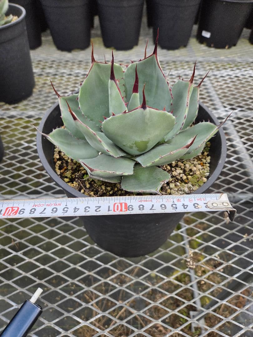 コジマウス　パリートランカータ