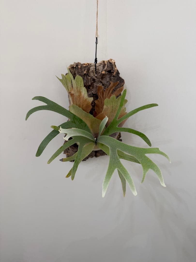 ビカクシダ P.moonlight from Aerophyte