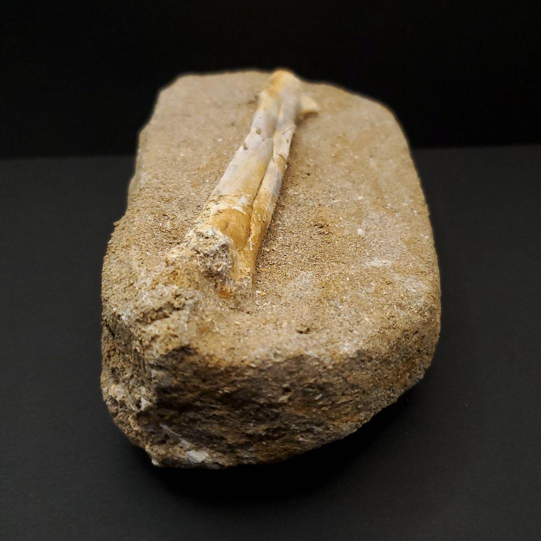 希少 アルシオーネ 骨 化石 本物 モロッコ産 170.29mm yk8