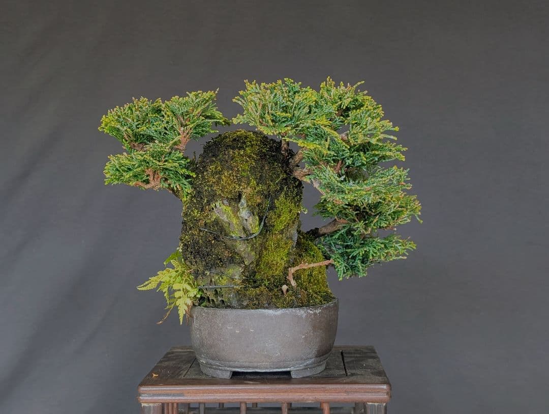 津山ヒノキ　石付き　3本　小品盆栽　中品盆栽