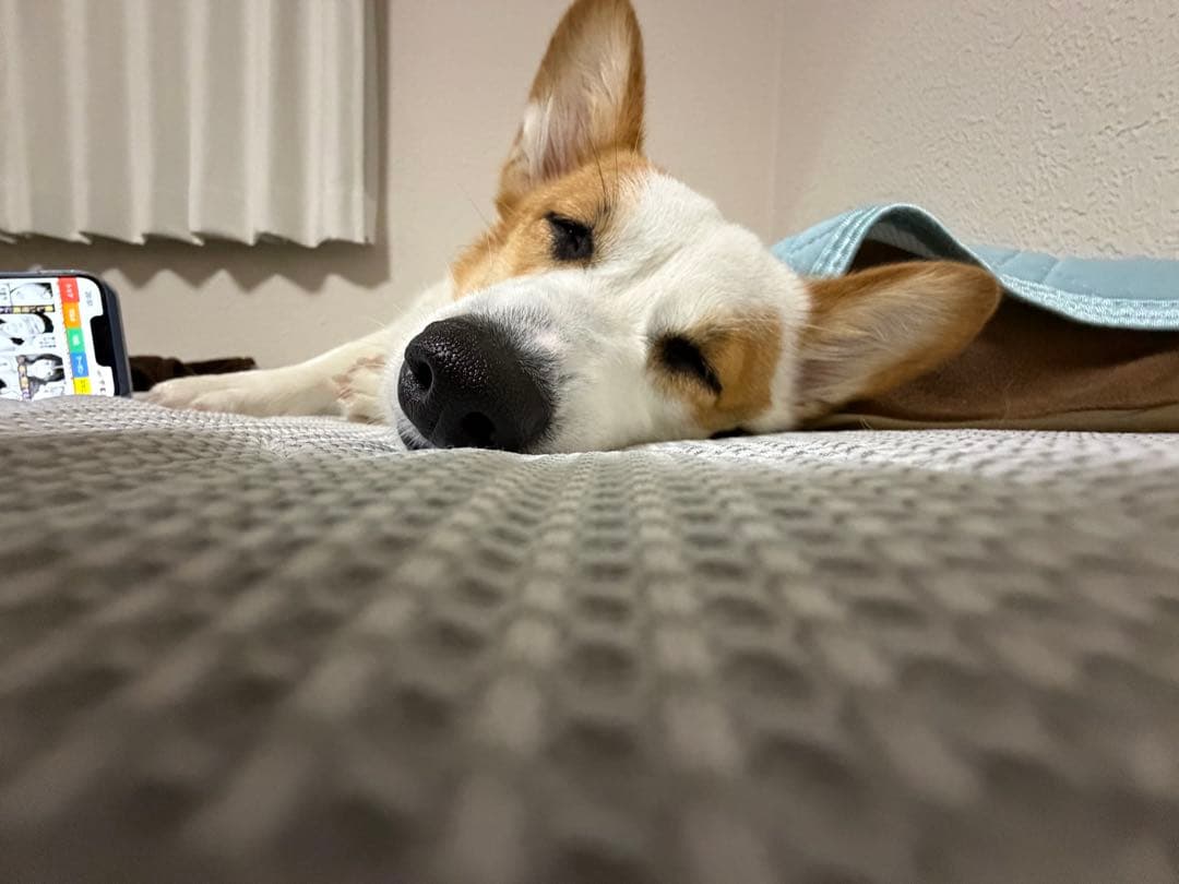 M1 MacBook Air 256GBストレージ　8GBメモリ　本体のみ