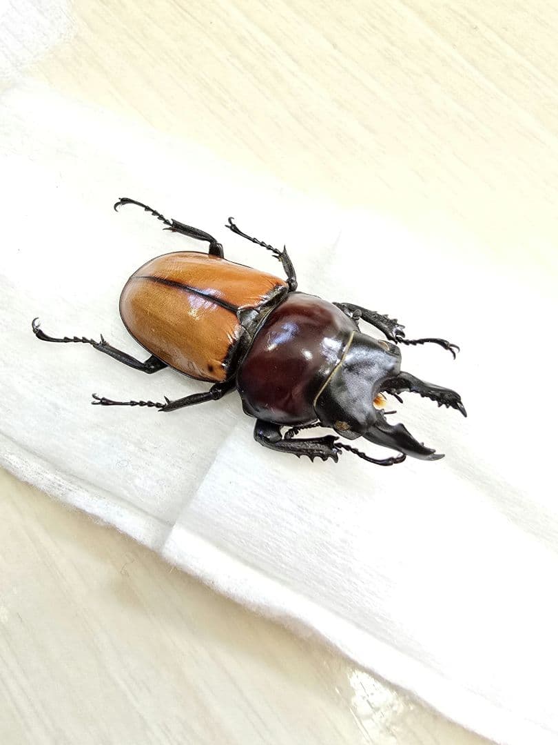 バオンゴクマルバネクワガタ標本