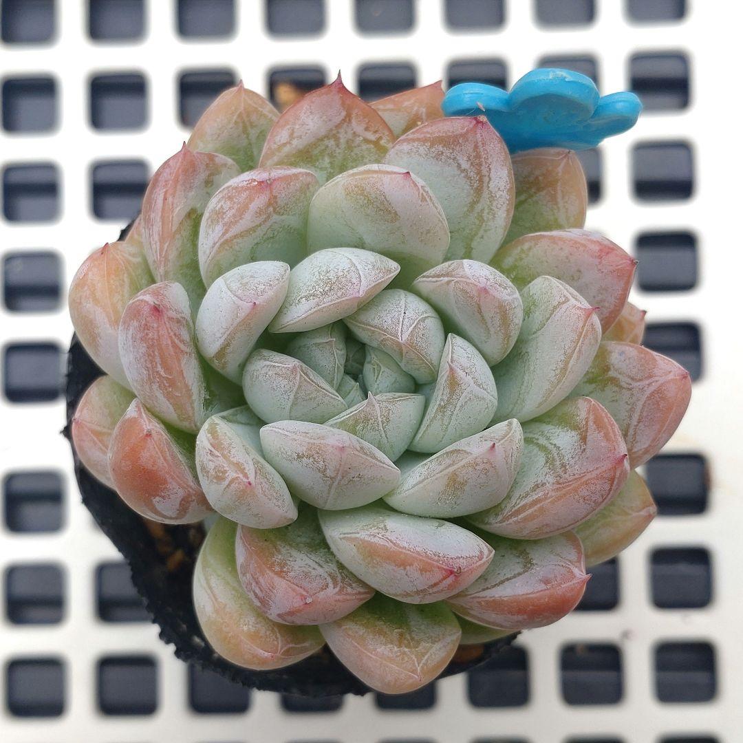 多肉　エルサ　③　抜き苗