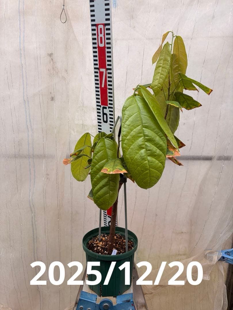 大株カカオ苗 ナシオナル(アリバ)種 取り木苗