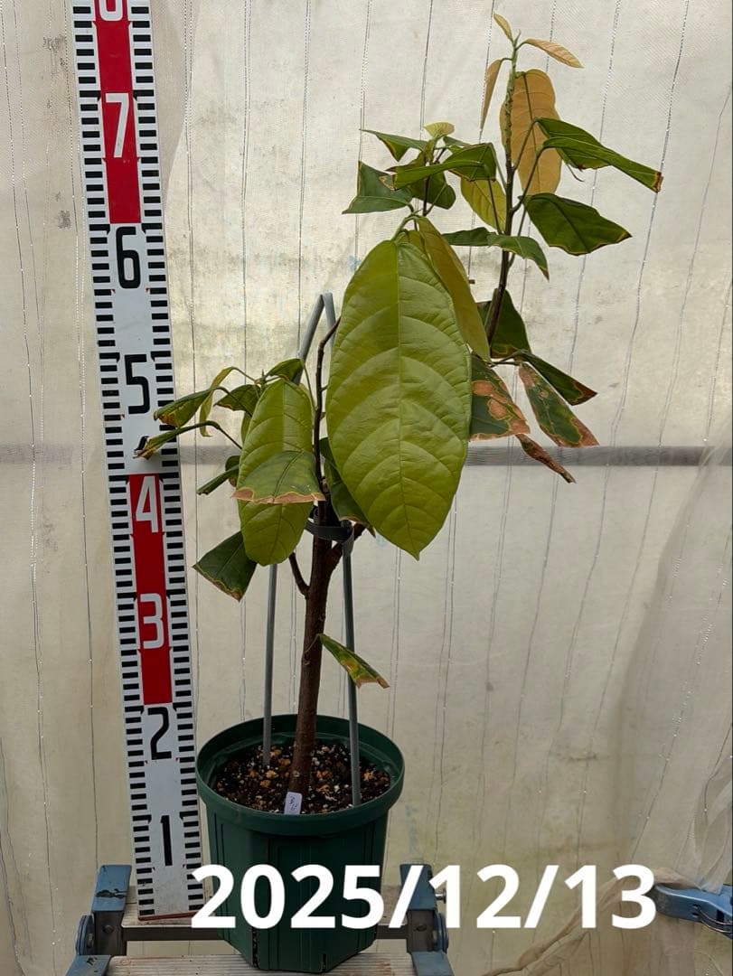 大株カカオ苗 ナシオナル(アリバ)種 取り木苗