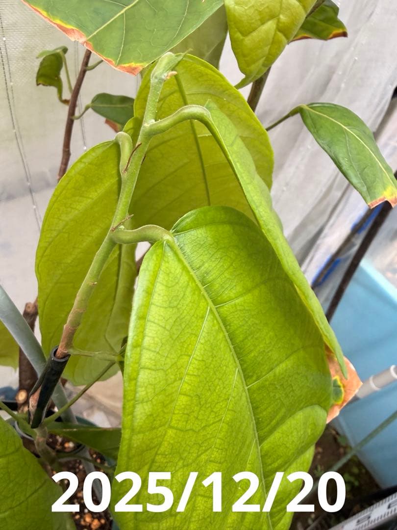 大株カカオ苗 ナシオナル(アリバ)種 取り木苗