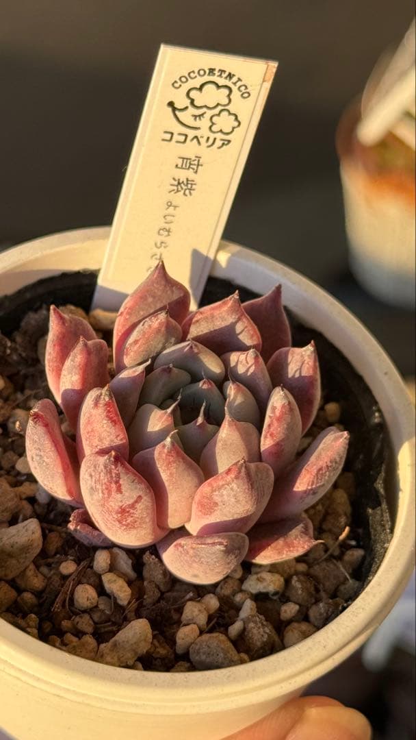 多肉植物　ココベリア命名苗　宵紫　札付き　メルカリ便