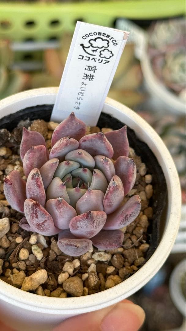 多肉植物　ココベリア命名苗　宵紫　札付き　メルカリ便